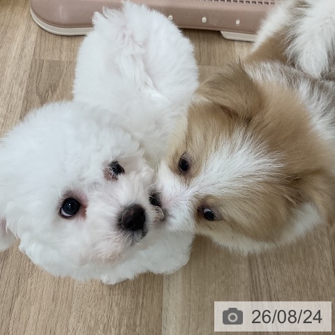 ポメラニアンの写真
