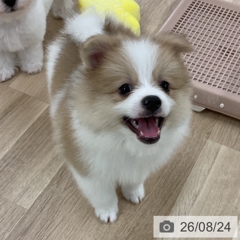 ポメラニアンの写真