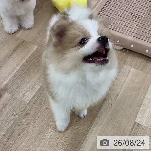 ポメラニアンの写真
