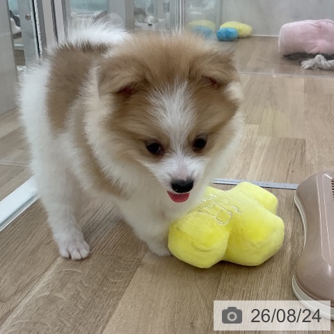ポメラニアンの写真