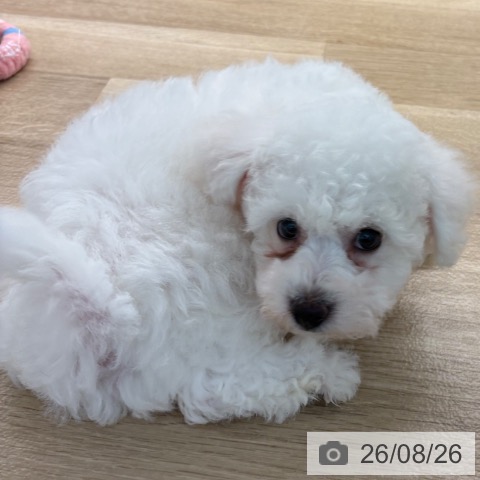 宮崎県のビションフリーゼ (ペットプラス 宮崎店/2026年6月22日生まれ/男の子/ホワイト)の子犬の4枚目の画像