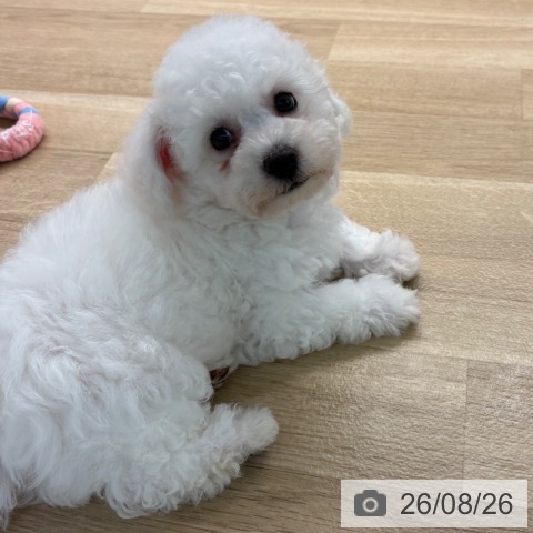 宮崎県のビションフリーゼ (ペットプラス 宮崎店/2026年6月22日生まれ/男の子/ホワイト)の子犬の3枚目の画像