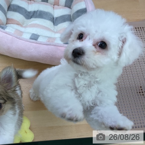 福岡県のビションフリーゼ (ペットプラス 福岡店/2026年6月22日生まれ/女の子/ホワイト)の子犬の4枚目の画像