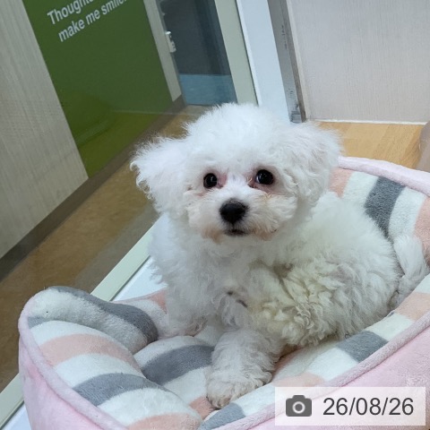 福岡県のビションフリーゼ (ペットプラス 福岡店/2026年6月22日生まれ/女の子/ホワイト)の子犬の3枚目の画像