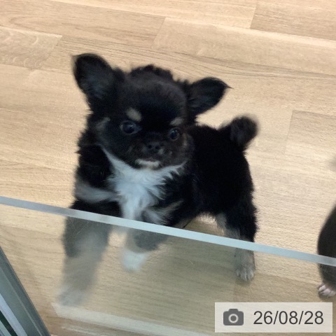 チワワの写真