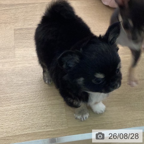 チワワの写真