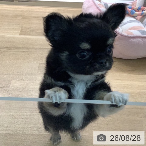 チワワの写真