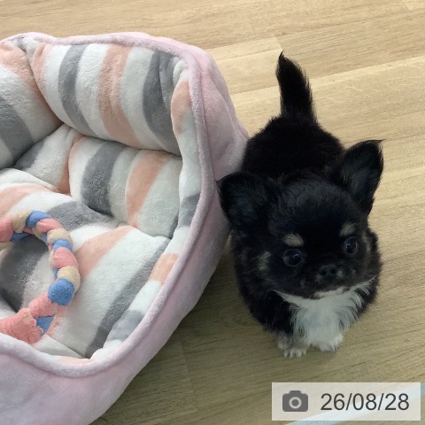 チワワの写真