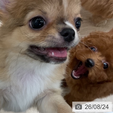 トイ・プードルの写真