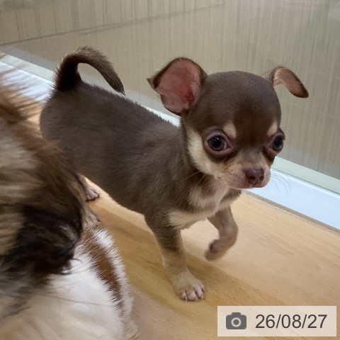 チワワの写真