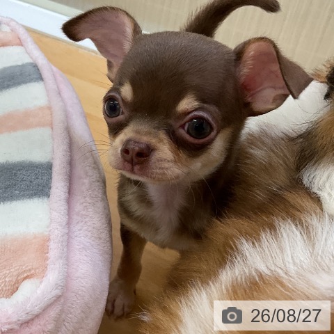 チワワの写真