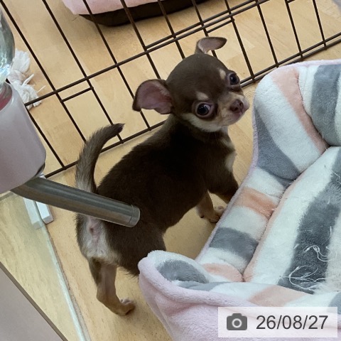チワワの写真