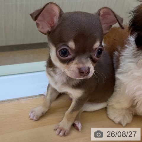 チワワの写真