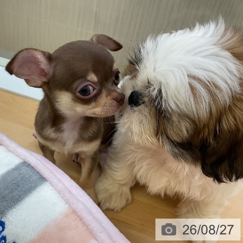 チワワの写真