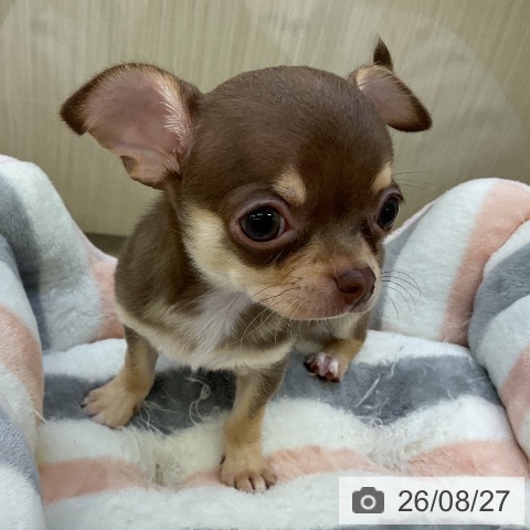 チワワの写真