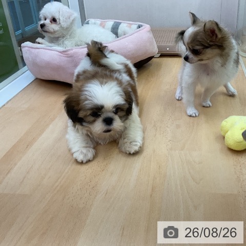 福岡県のシーズー (ペットプラス 福岡店/2026年6月23日生まれ/女の子/ホワイトゴールド)の子犬の4枚目の画像