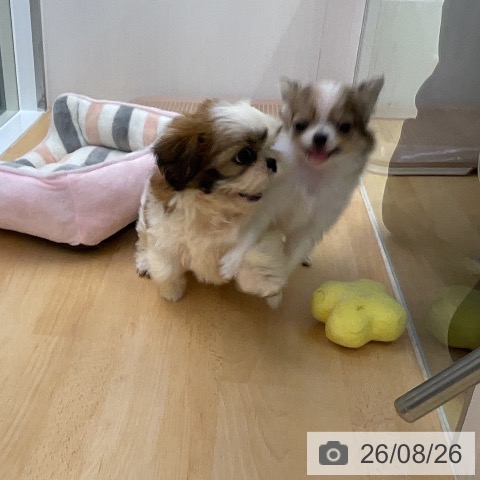 福岡県のシーズー (ペットプラス 福岡店/2026年6月23日生まれ/女の子/ホワイトゴールド)の子犬の3枚目の画像