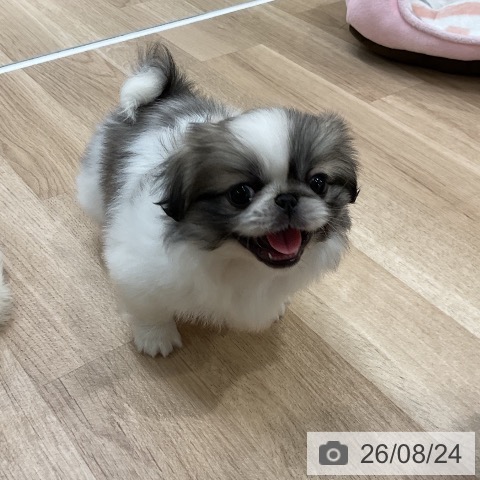福岡県のペキニーズ (ペットプラス 八幡東店/2026年6月24日生まれ/女の子/パーティーカラー)の子犬の4枚目の画像