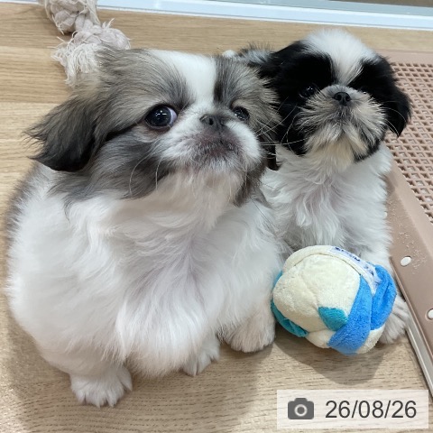 ペキニーズの写真
