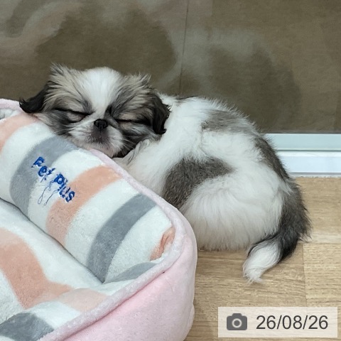ペキニーズの写真
