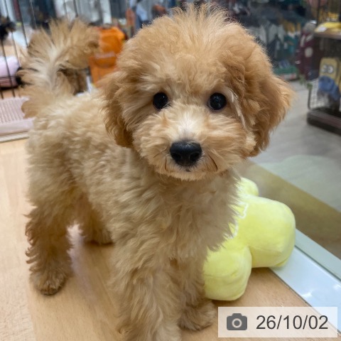 福岡県のトイプードル(トイ) (ペットプラス 福岡店/2026年6月24日生まれ/男の子/アプリコット)の子犬の4枚目の画像