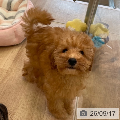 福岡県のトイプードル(トイ) (ペットプラス ららぽーと福岡店/2026年6月24日生まれ/男の子/アプリコット)の子犬の4枚目の画像