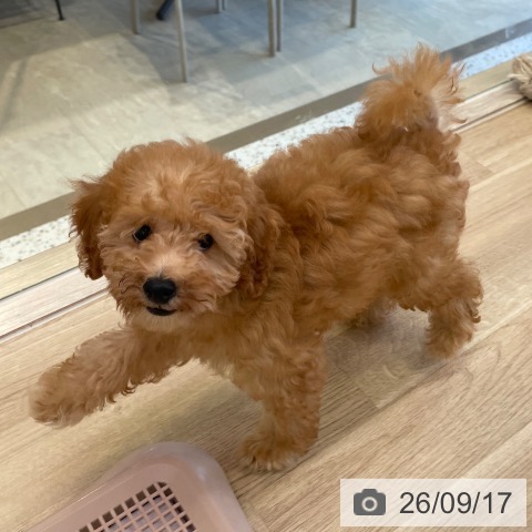 福岡県のトイプードル(トイ) (ペットプラス ららぽーと福岡店/2026年6月24日生まれ/男の子/アプリコット)の子犬の3枚目の画像
