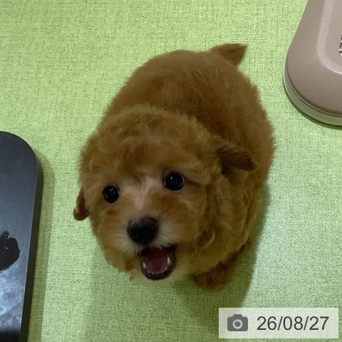 トイ・プードルの写真