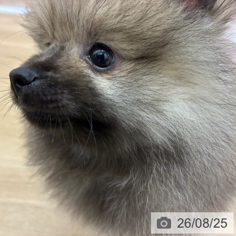 ポメラニアンの写真