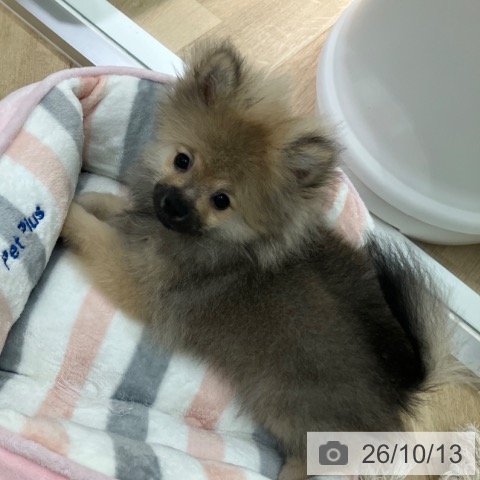 ポメラニアンの写真