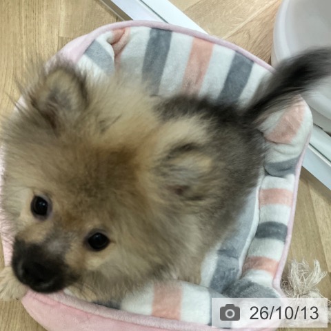 ポメラニアンの写真