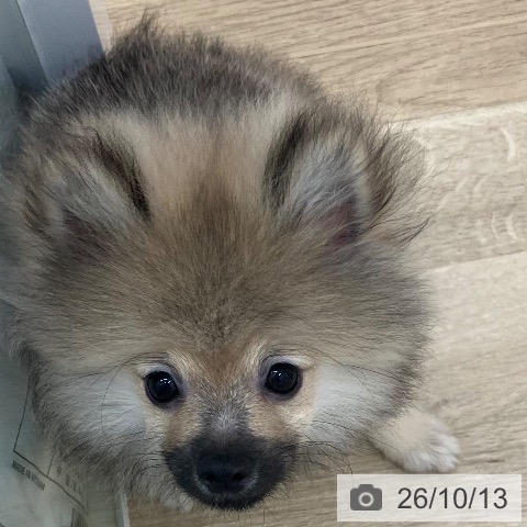 ポメラニアンの写真