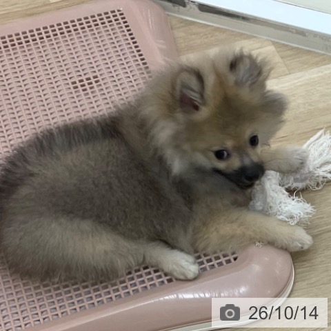 ポメラニアンの写真