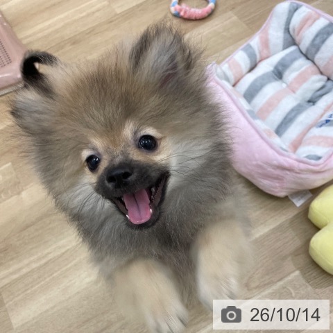 ポメラニアンの写真