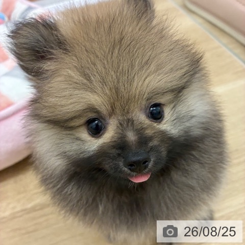 宮崎県のポメラニアン (ペットプラス 宮崎店/2026年6月25日生まれ/男の子/ウルフセーブル)の子犬の4枚目の画像