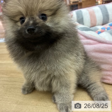 宮崎県のポメラニアン (ペットプラス 宮崎店/2026年6月25日生まれ/男の子/ウルフセーブル)の子犬の3枚目の画像