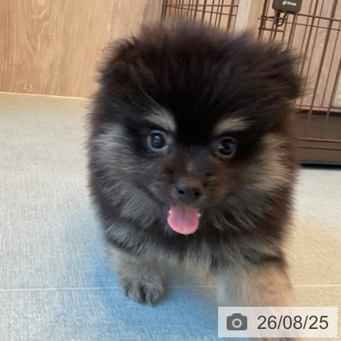 ポメラニアンの写真