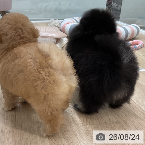 ポメラニアンの写真