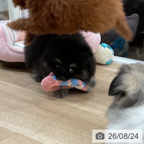 ポメラニアンの写真