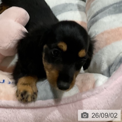 カニーンヘン・ダックスフンドの写真