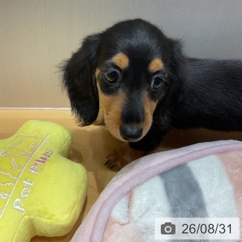 埼玉県のカニンヘンダックスフンド(ロング) (ペットプラス 与野店/2026年6月24日生まれ/女の子/ブラックタン)の子犬の3枚目の画像