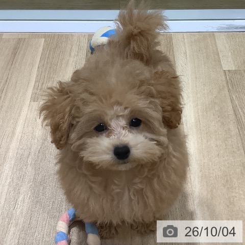 福岡県のトイプードル(トイ) (ペットプラス 小倉南店/2026年6月24日生まれ/女の子/クリーム)の子犬の4枚目の画像