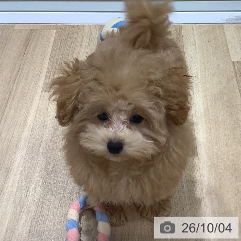 福岡県のトイプードル(トイ) (ペットプラス 小倉南店/2026年6月24日生まれ/女の子/クリーム)の子犬の3枚目の画像