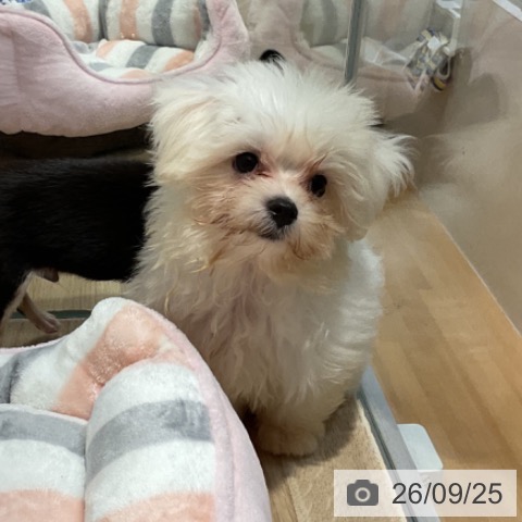 福岡県のマルチーズ (ペットプラス 小倉南店/2026年6月25日生まれ/男の子/ホワイト)の子犬の4枚目の画像