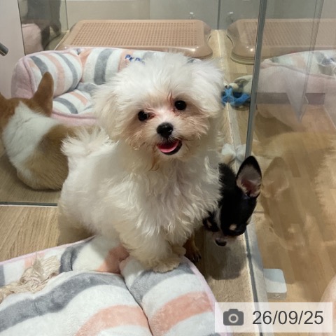 福岡県のマルチーズ (ペットプラス 小倉南店/2026年6月25日生まれ/男の子/ホワイト)の子犬の3枚目の画像