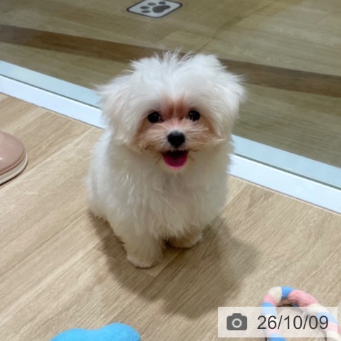 マルチーズの写真