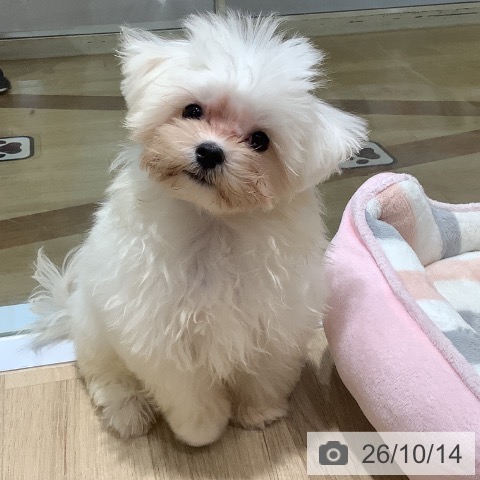 福岡県のマルチーズ (ペットプラス 小倉南店/2026年6月25日生まれ/男の子/ホワイト)の子犬の3枚目の画像