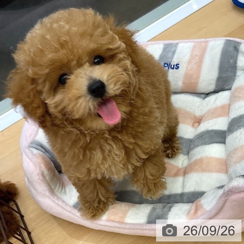 福岡県のトイプードル(トイ) (ペットプラス MARK IS 福岡ももち店/2026年6月24日生まれ/女の子/アプリコット)の子犬の3枚目の画像