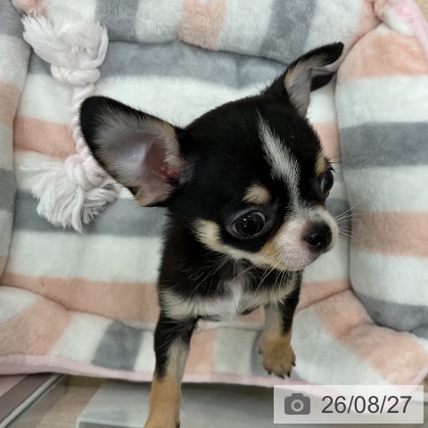 チワワの写真