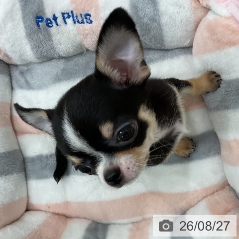 チワワの写真